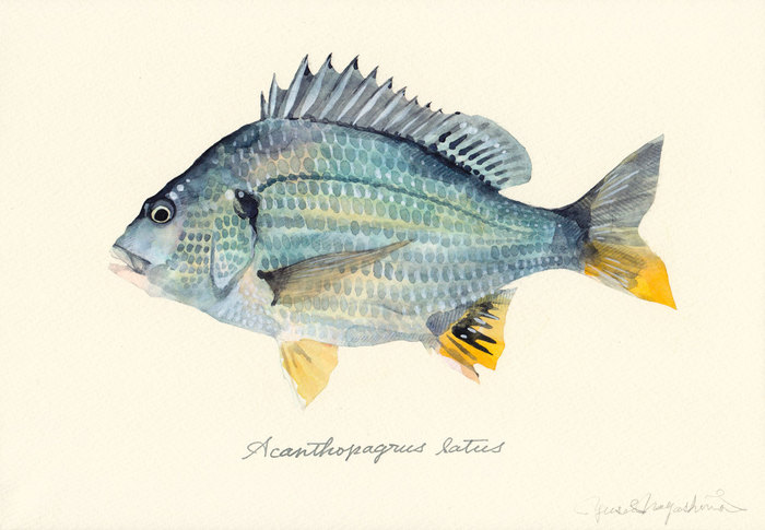 Acanthopagrus_latus