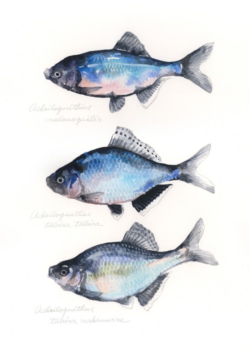 Acheilognathus melanogaster