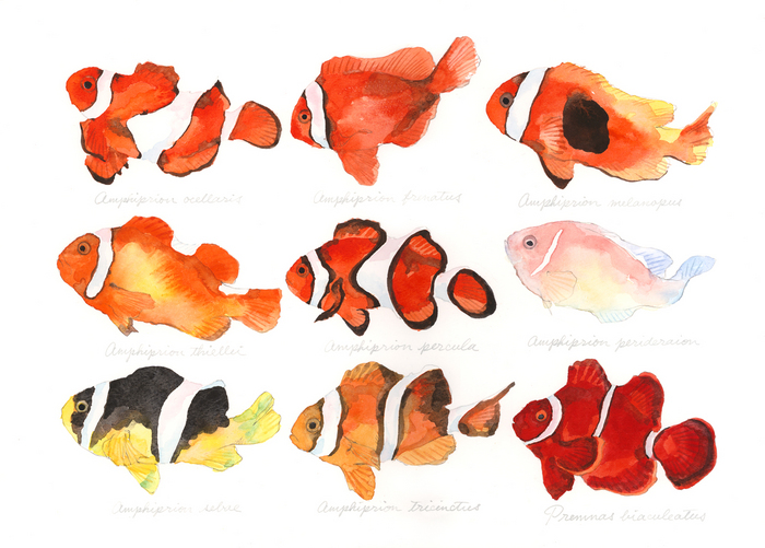 Amphiprion ocellaris