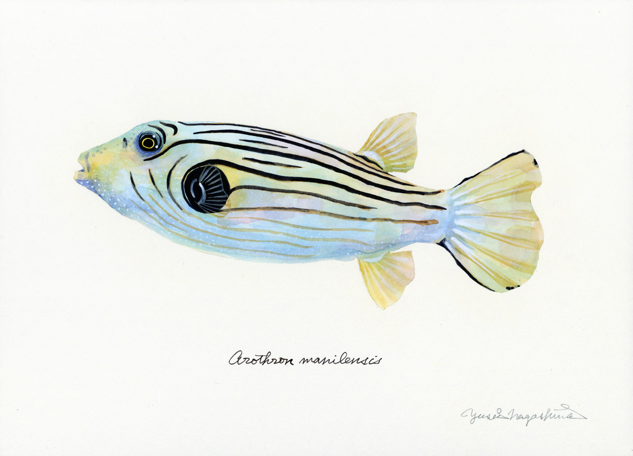 スジモヨウフグ Arothron Manilensis Uonofu 魚の譜