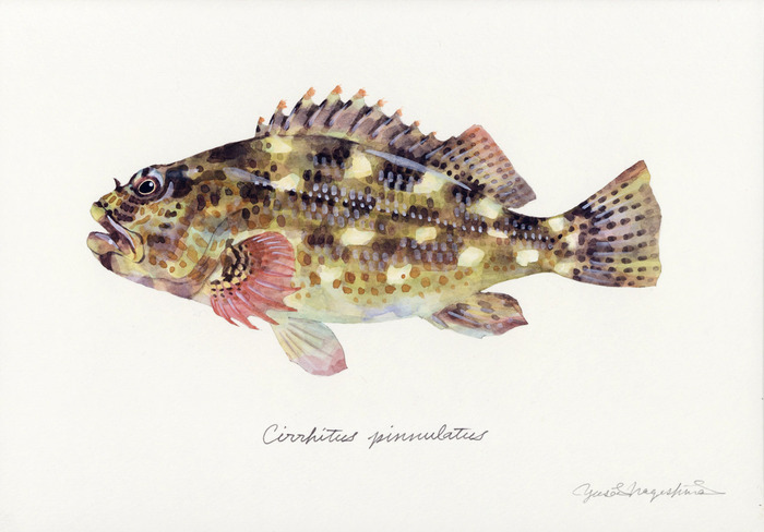 Cirrhitus_pinnulatus