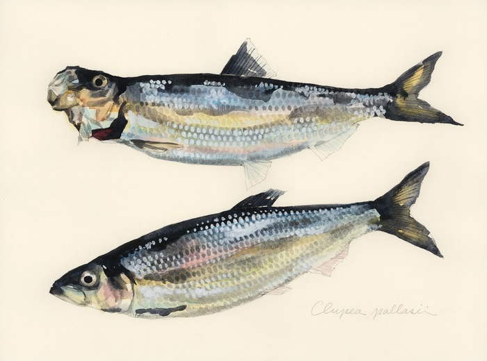 Clupea pallasii