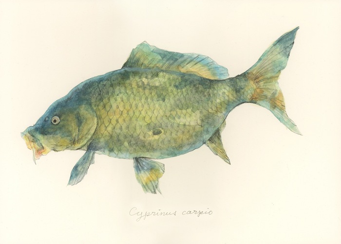 Cyprinus carpio