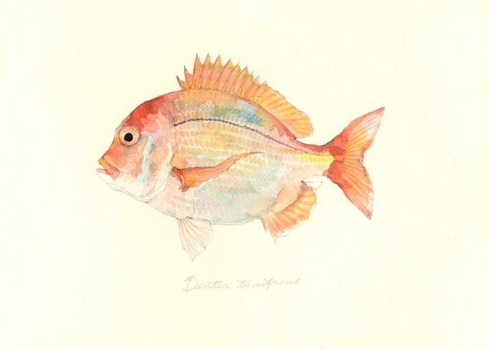 Dentex tumifrons