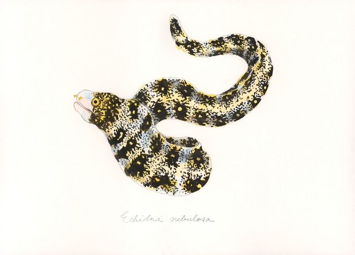 Echidna nebulosa