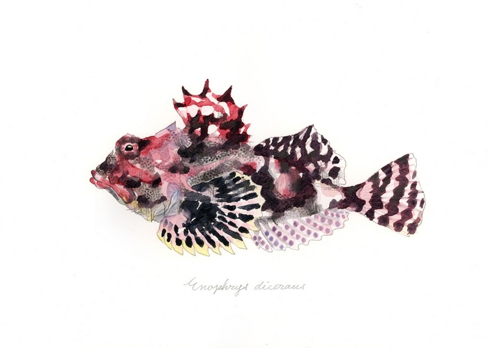 Enophrys diceraus