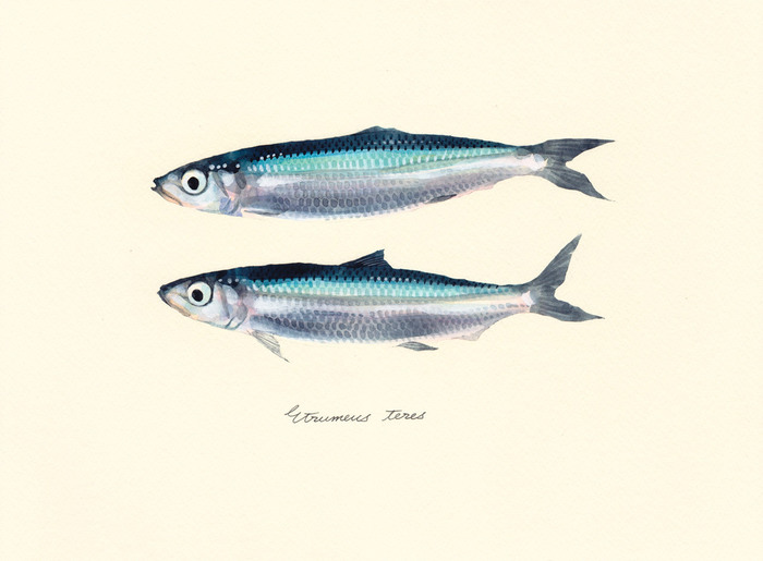 Etrumeus_teres