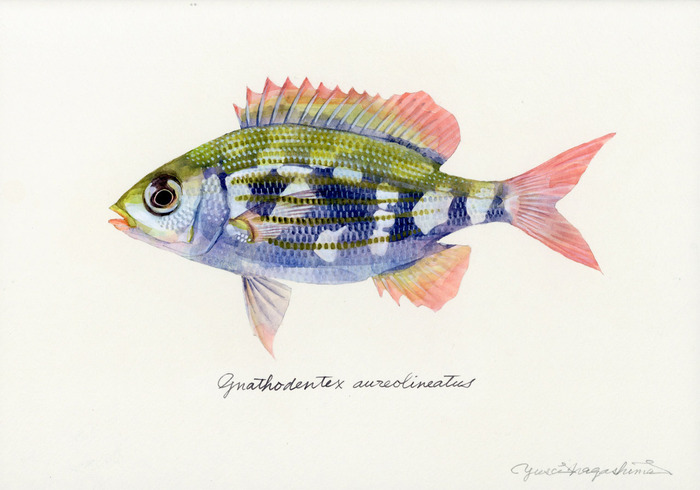 Gnathodentex aureolineatus