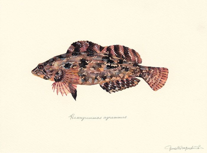 Hexagrammos_agrammus