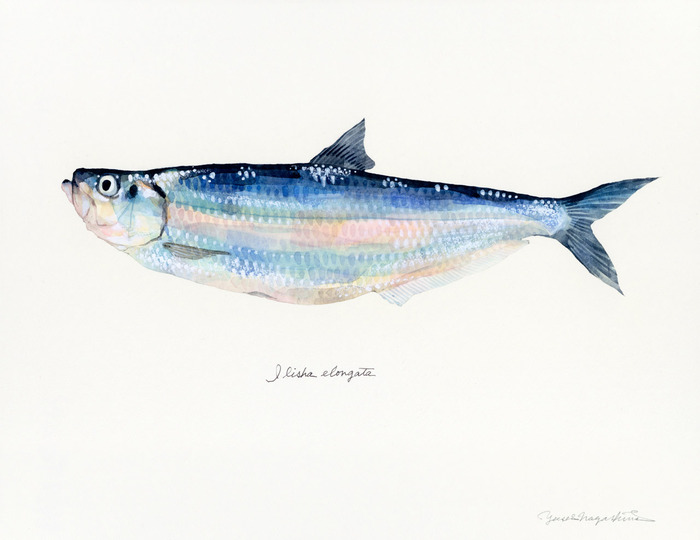 Ilisha_elongata