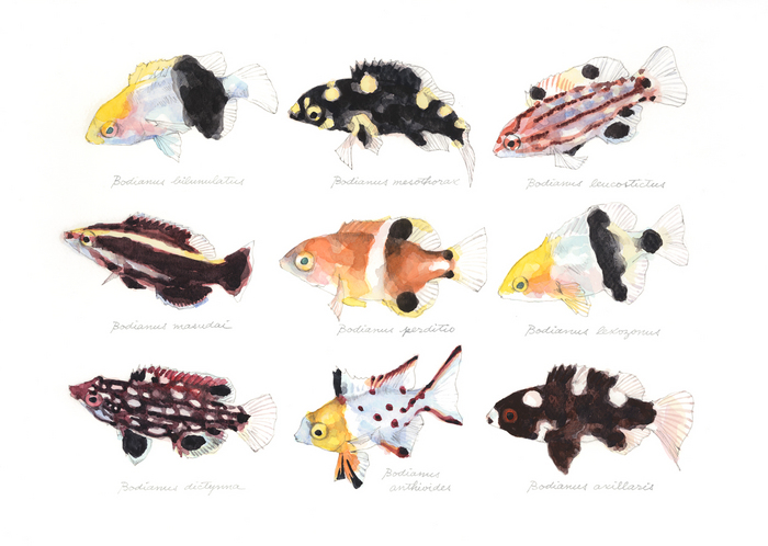 juveniles of the genus Bodianus