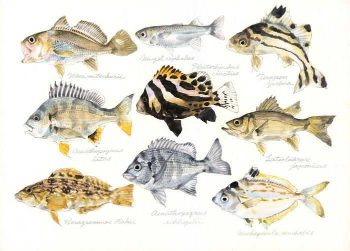Juvenile fish around the Port of Tadaoka