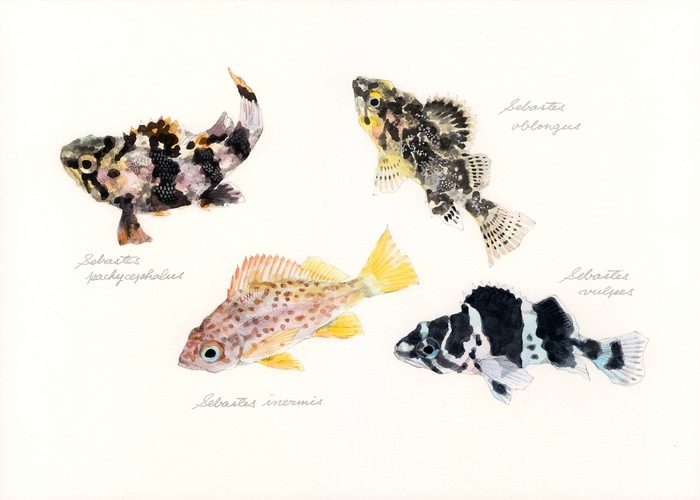 juveniles of the genus Sebastes