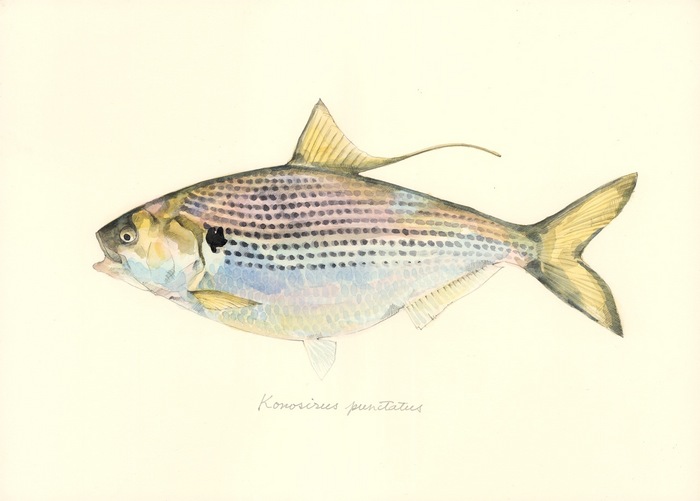 Konosirus punctatus