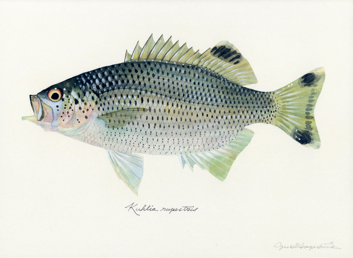 Kuhlia_rupestris