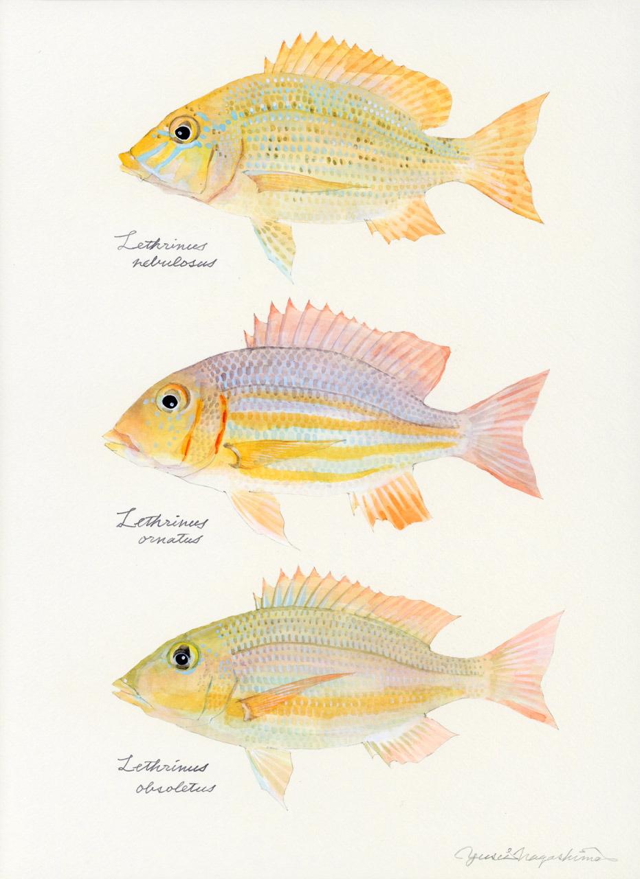 フエフキダイ属の幼魚たち Young Emperors Uonofu 魚の譜