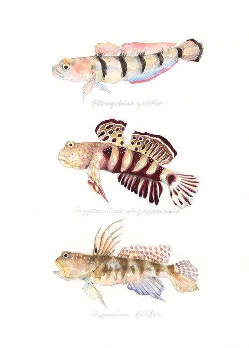 Myersina filifer