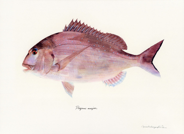 Pagrus_major_170217