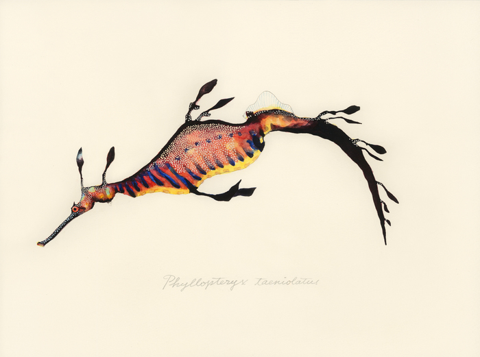 Phyllopteryx taeniolatus