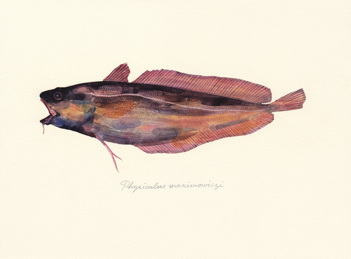 Physiculus maximowiczi