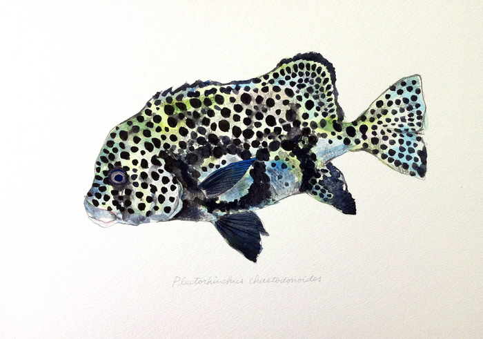 `E`ERVE_C_Plectorhinchus_chaetodonoides