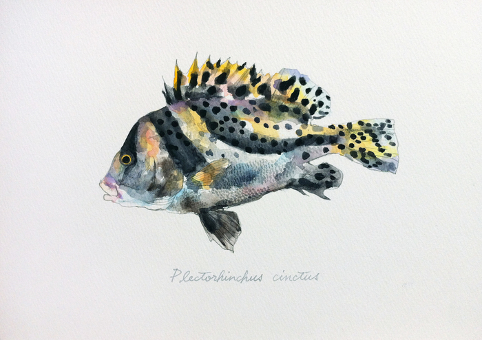 Plectorhinchus_cinctus_120727