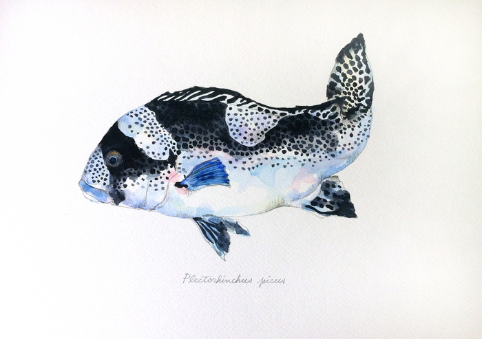 Plectorhinchus_picus_1280