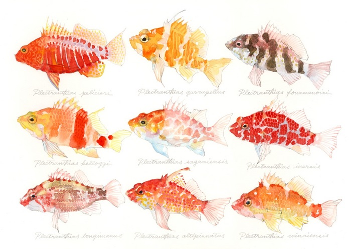Plectranthias pelicieri