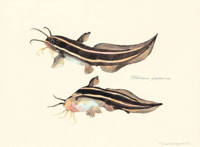 Plotosus japonicus