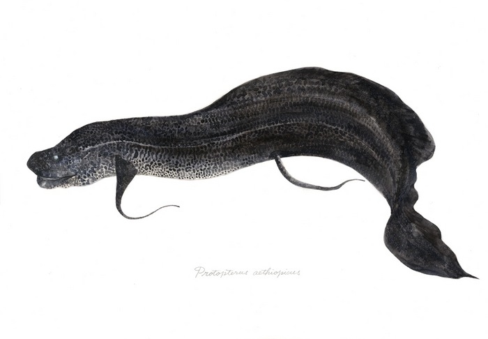 Protopterus aethiopicus