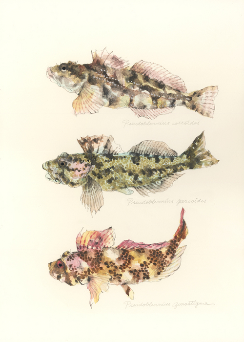 Pseudoblennius cottoides