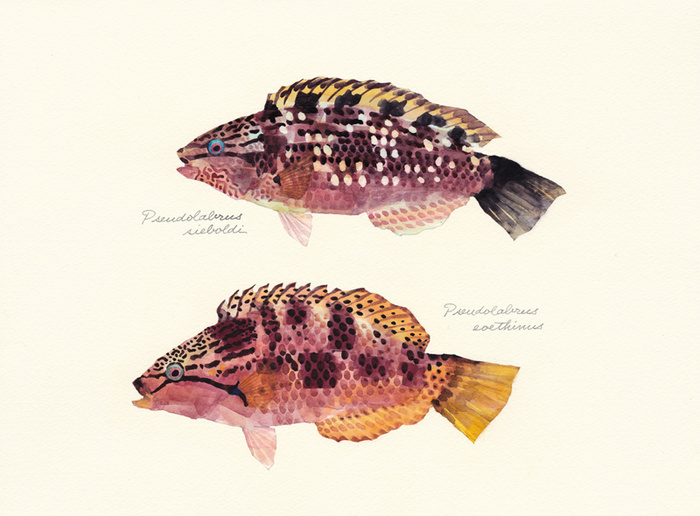 Pseudolabrus_sieboldi_eoethinus