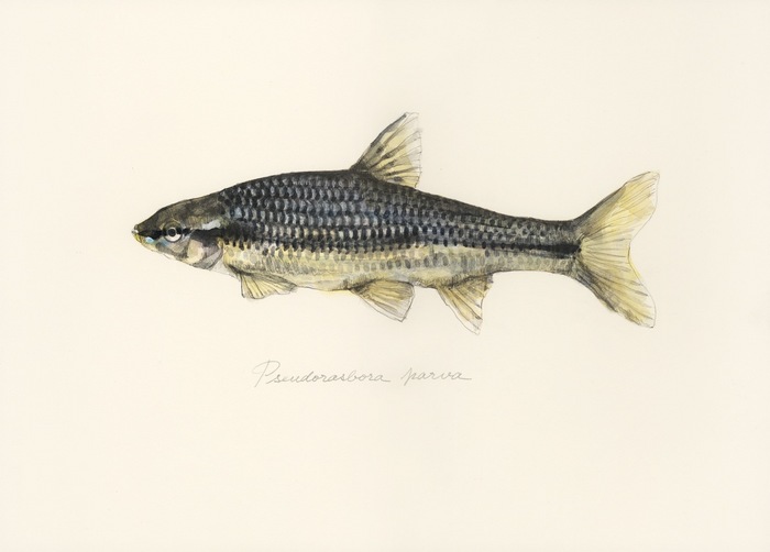 Pseudorasbora parva