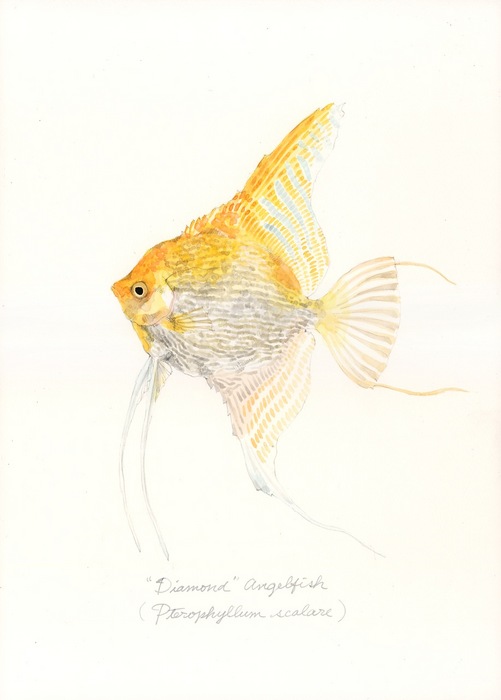 Pterophyllum scalare
