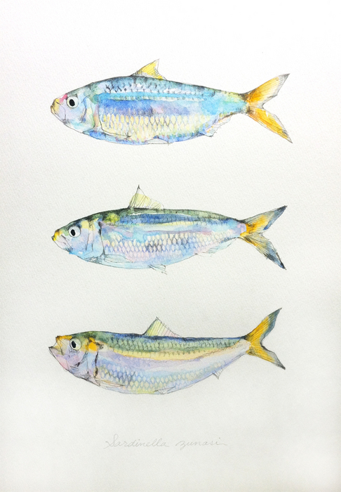 Sardinella_zunasi_120831