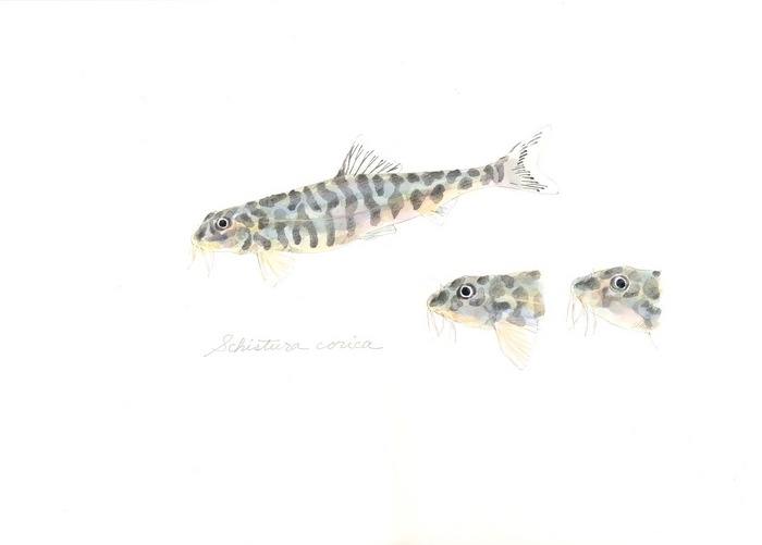 Schistura corica