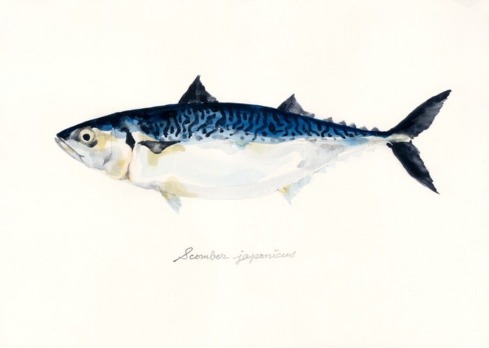Scomber japonicus