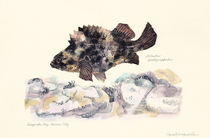 Sebastes pachycephalus 151218