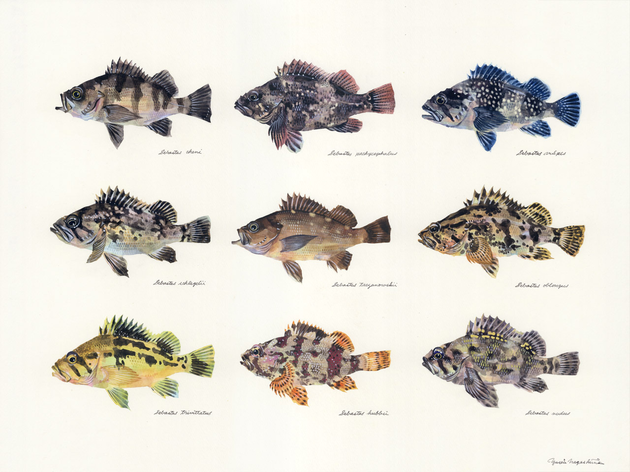 メバル属の幼魚たち Sebastes Spp Uonofu 魚の譜
