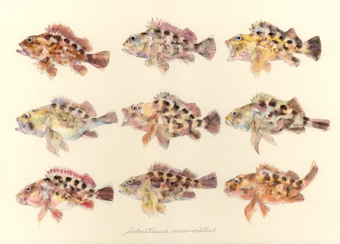 Sebastiscus marmoratus