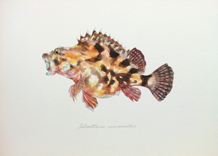 Sebastiscus marmoratus