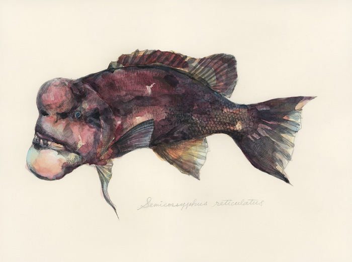 Semicossyphus reticulatus