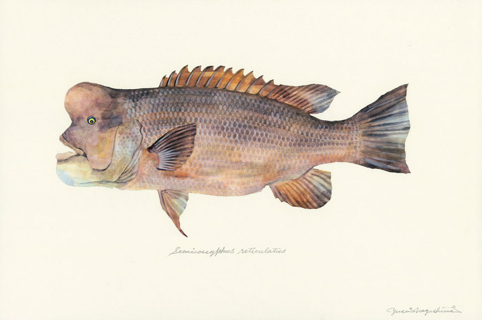 Semicossyphus_reticulatus