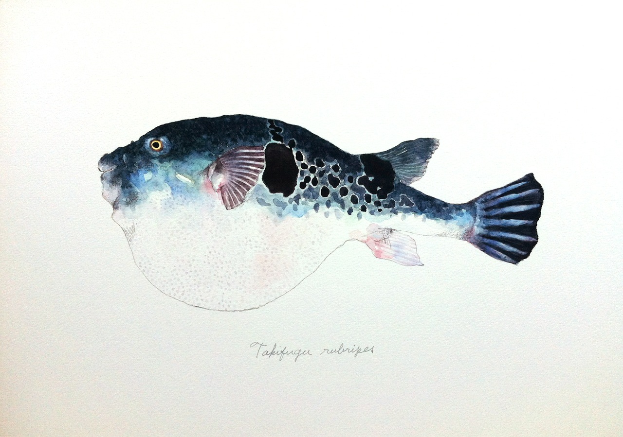 takifugu rubripes