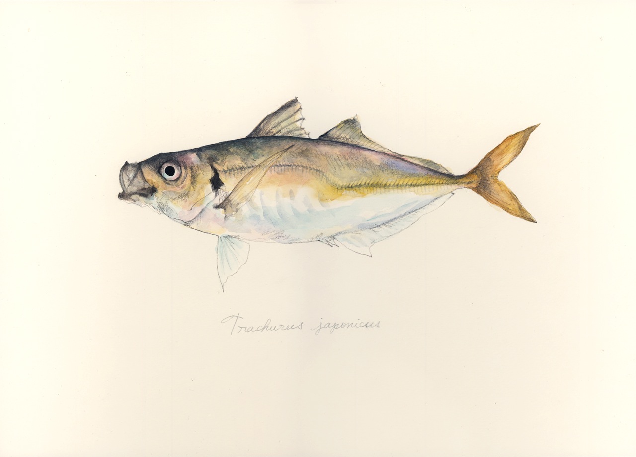 マアジ Trachurus japonicus: uonofu 魚の譜