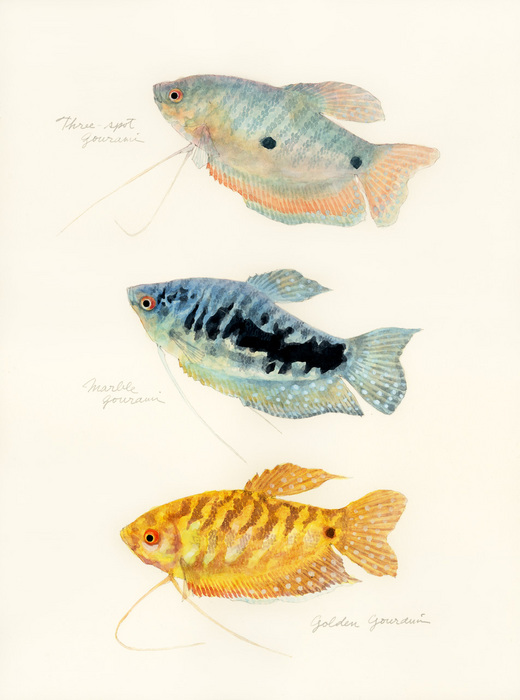 Trichopodus trichopterus