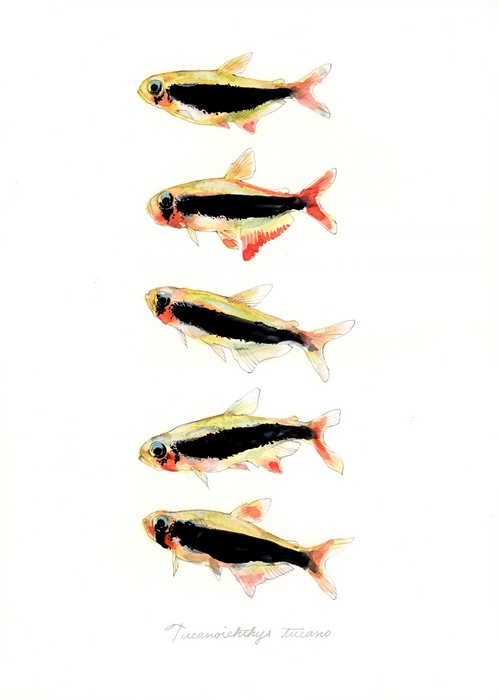 Tucanoichthys tucano