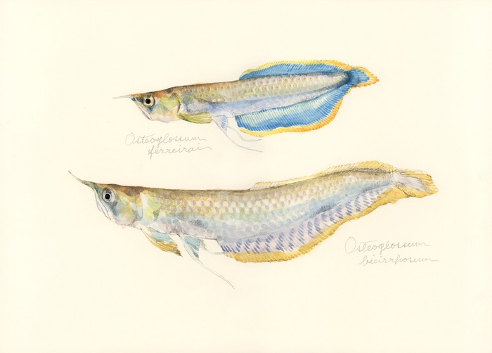 arowana