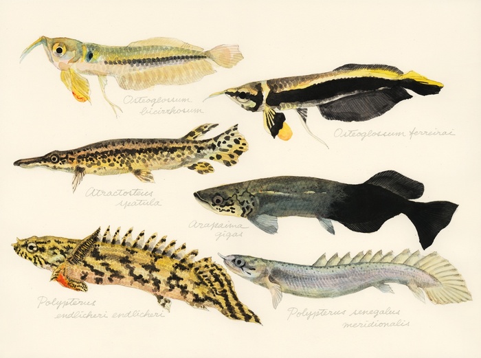 baby living fossils