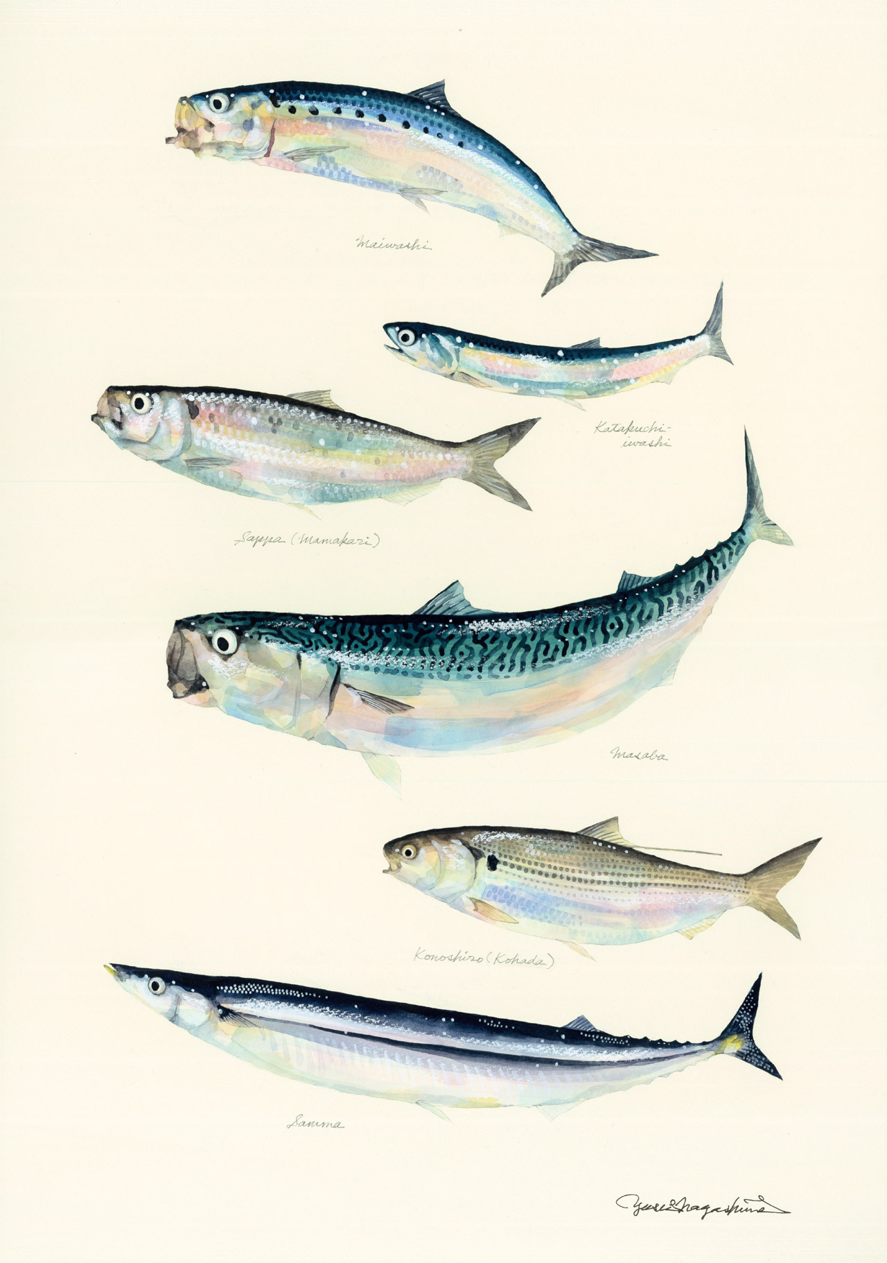 青魚、六種 Blue-back fishes: uonofu 魚の譜